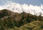 Baumgrenze vor dem Annapurna III